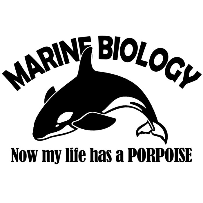 03 marine biology porpoise copy Thumbnail